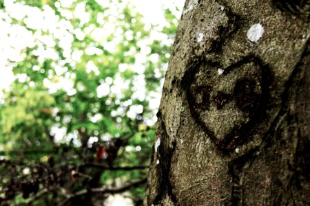 Wood, Love, Heart