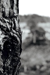 Blackwhite, Forest, Wood photo