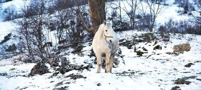 Winter riding riding school