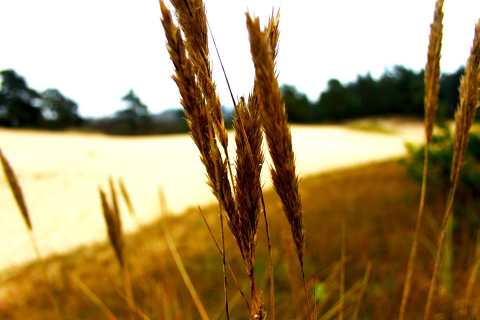 Grass, Nature, Forest