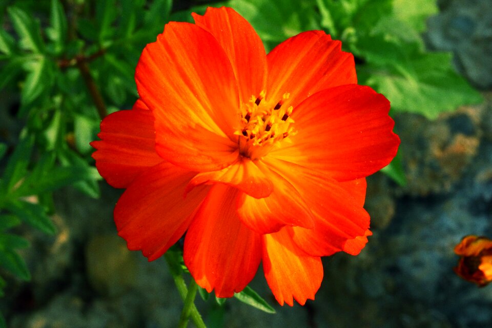 Red flower natural close up