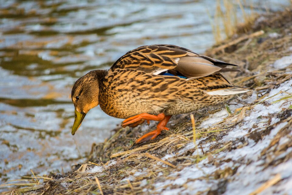 Water bird bird animal world