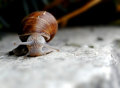 Gastropod grimace nature photo