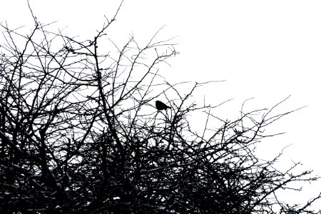 Branch, Tree, Bird photo