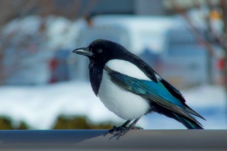 Louisville, United states, Bird beautiful