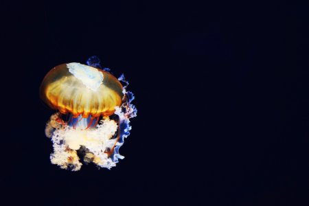 closeup photo of jellyfish photo