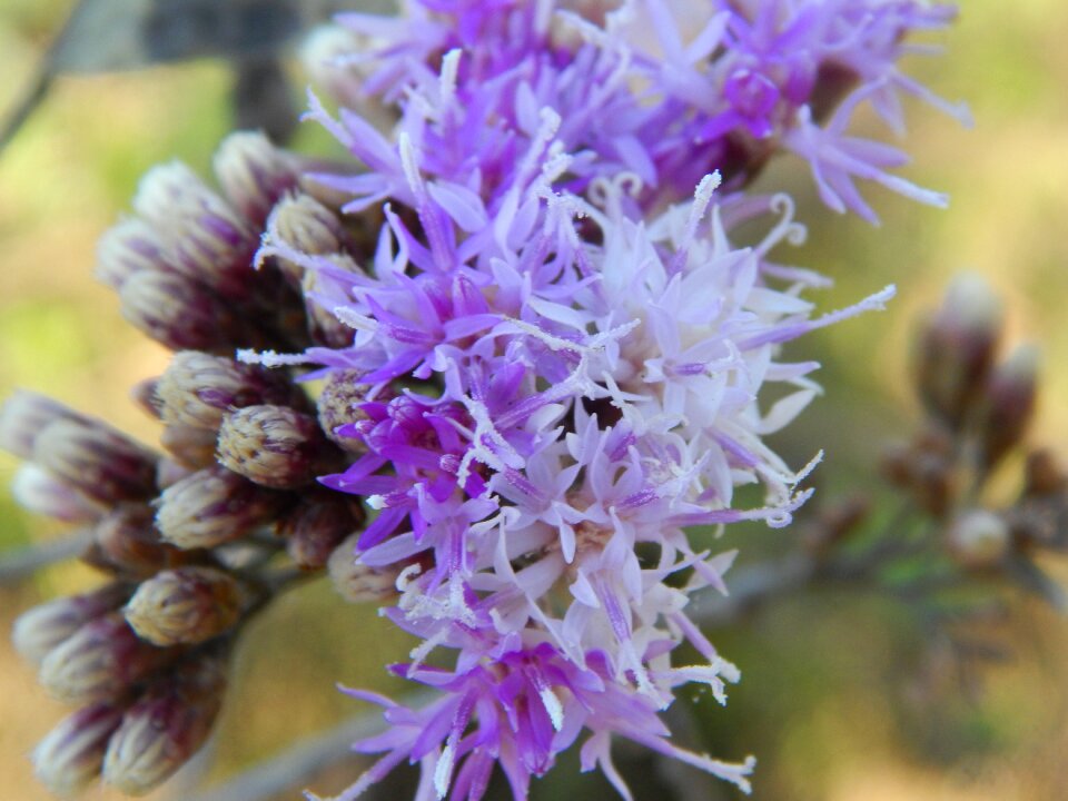 Macro plant wildlife detail