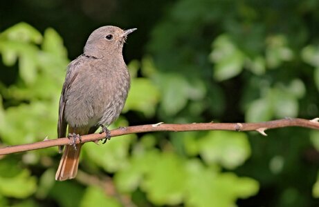 Black redstart songbird songbird species photo