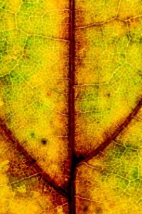 Zagreb, Croatia, Leaf texture photo