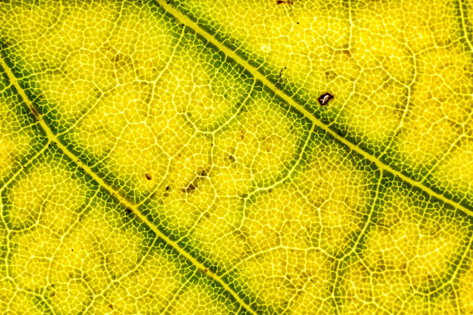 Zagreb, Croatia, Leaf texture