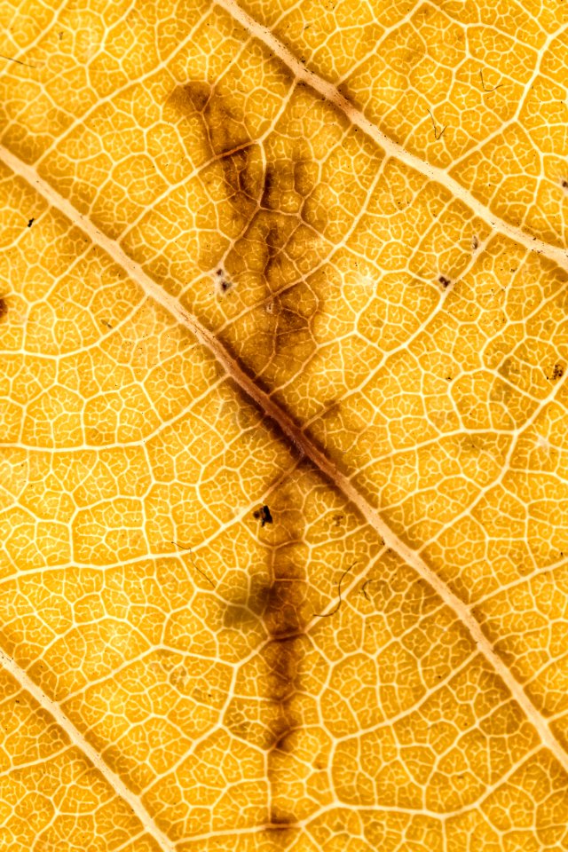 Zagreb, Croatia, Macro texture
