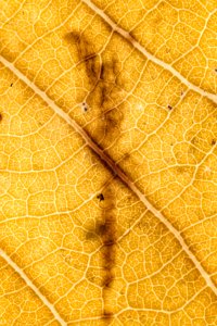 Zagreb, Croatia, Macro texture