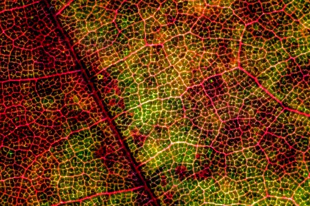 Zagreb, Croatia, Macro leaf