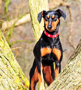 German pinscher black brown