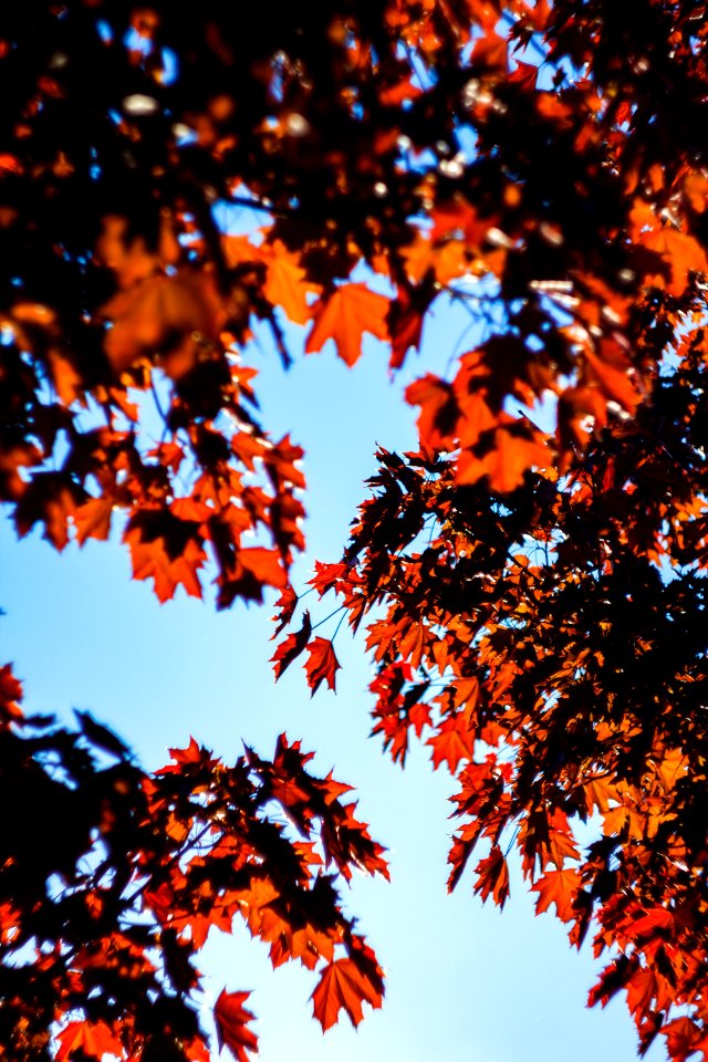 Petrova gora, Croatia, Tree
