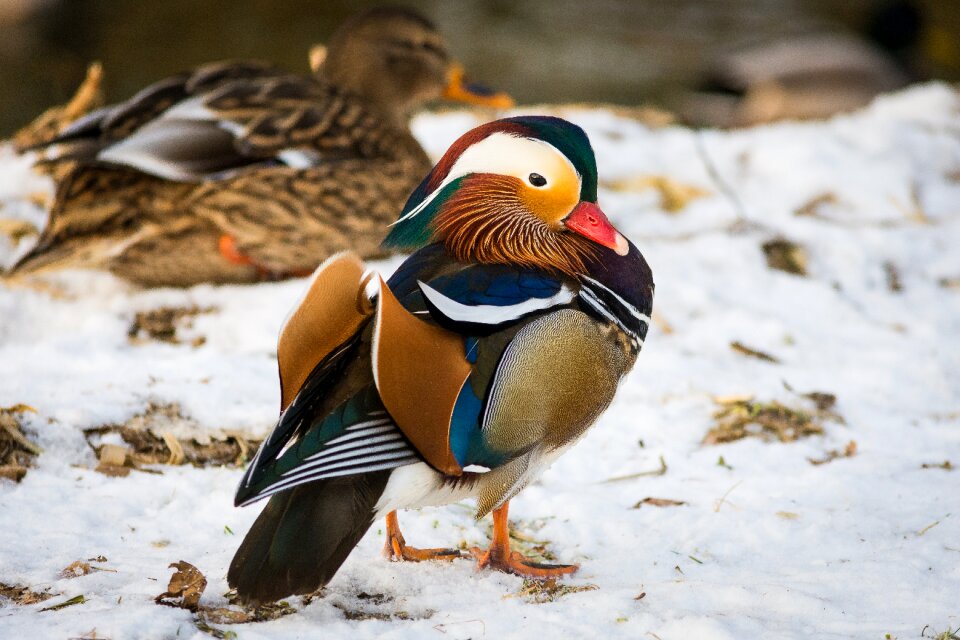 Water bird bird animal world