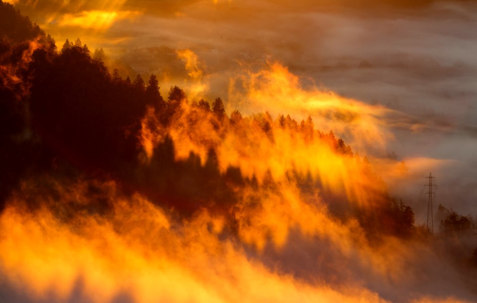 silhouette of trees with fog under orange sky