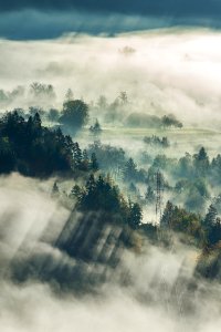 aerial photography of tall trees and house under foggy weather photo