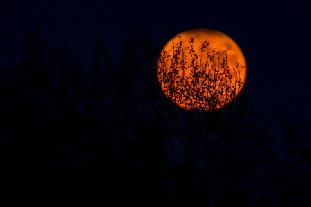silhouette of trees during red moon photo