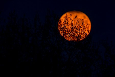 silhouette of trees during red moon