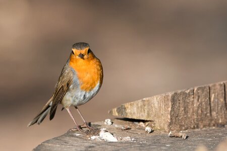 Nature songbird close up