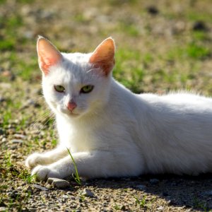 Soblinec, Croatia, White cat photo