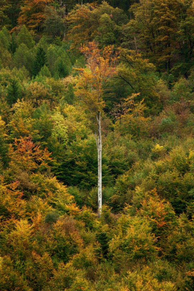 Medvednica, Sljeme, Croatia