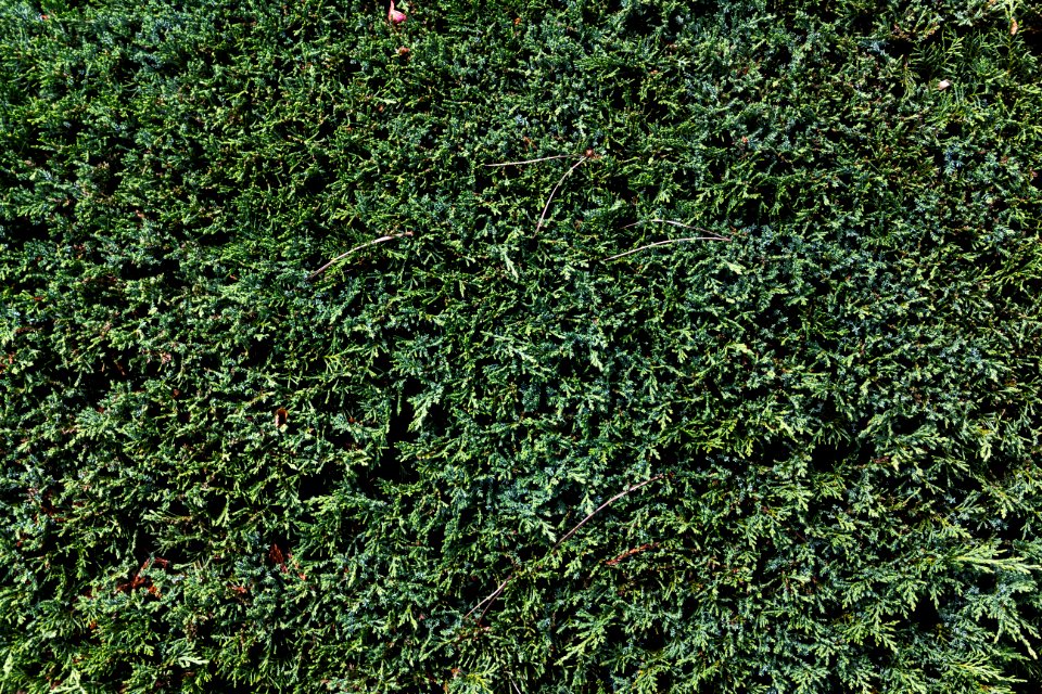 Popovec, Croatia, Green texture