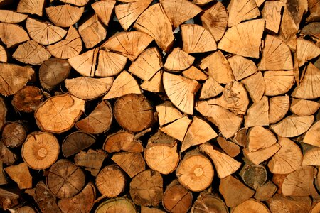 Cut forestry logs