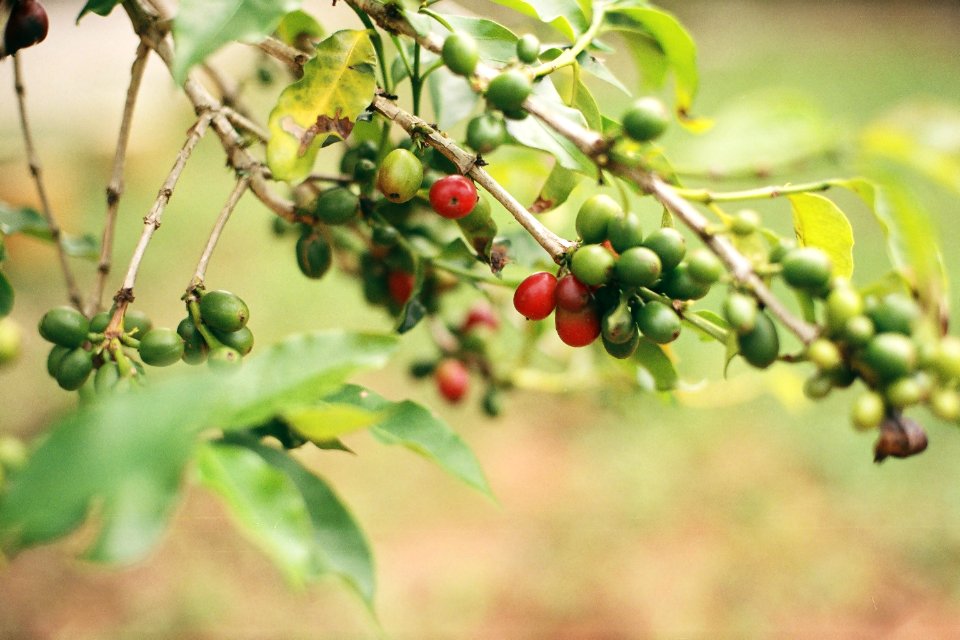 Mogi das cruzes, Brazil, Tree