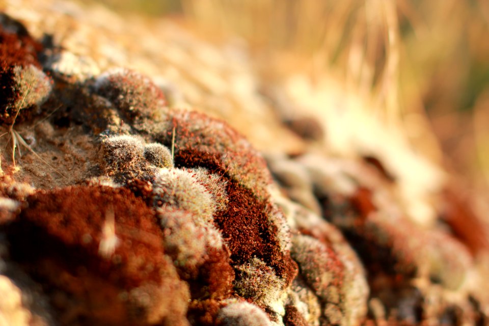 Brown moss grows on rocks in the woods photo
