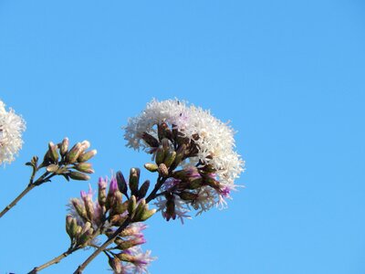 Wild field spring photo