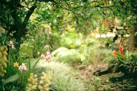 Brazil, Mogi das cruzes, Tropical
