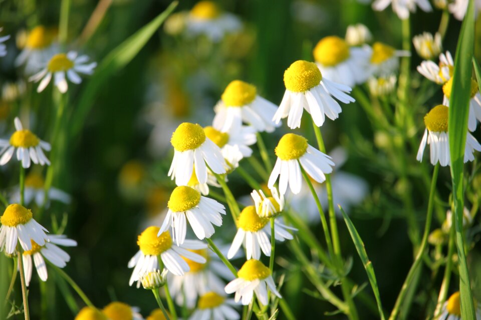 Medical nature meadow