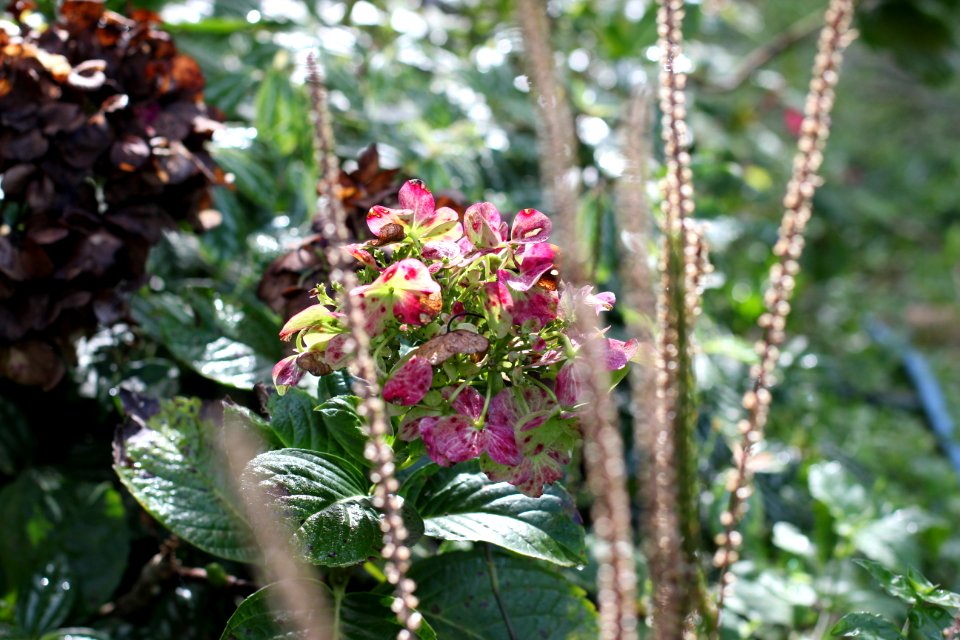 Garden, Sun, Brasil
