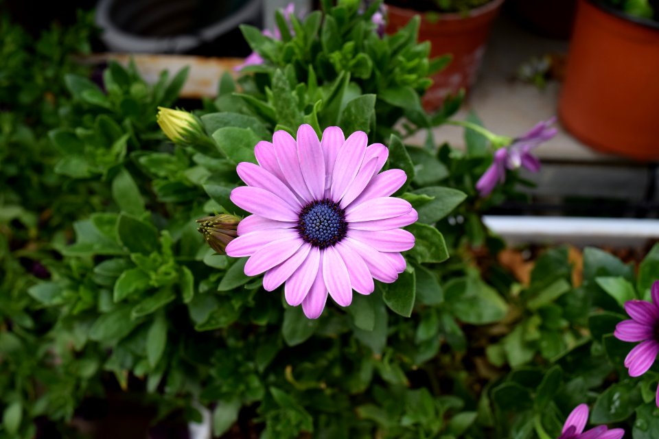 Purple, Blossom, Plant