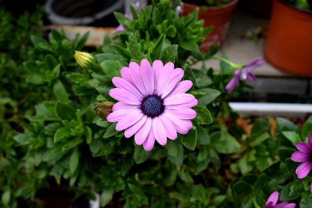 Purple, Blossom, Plant
