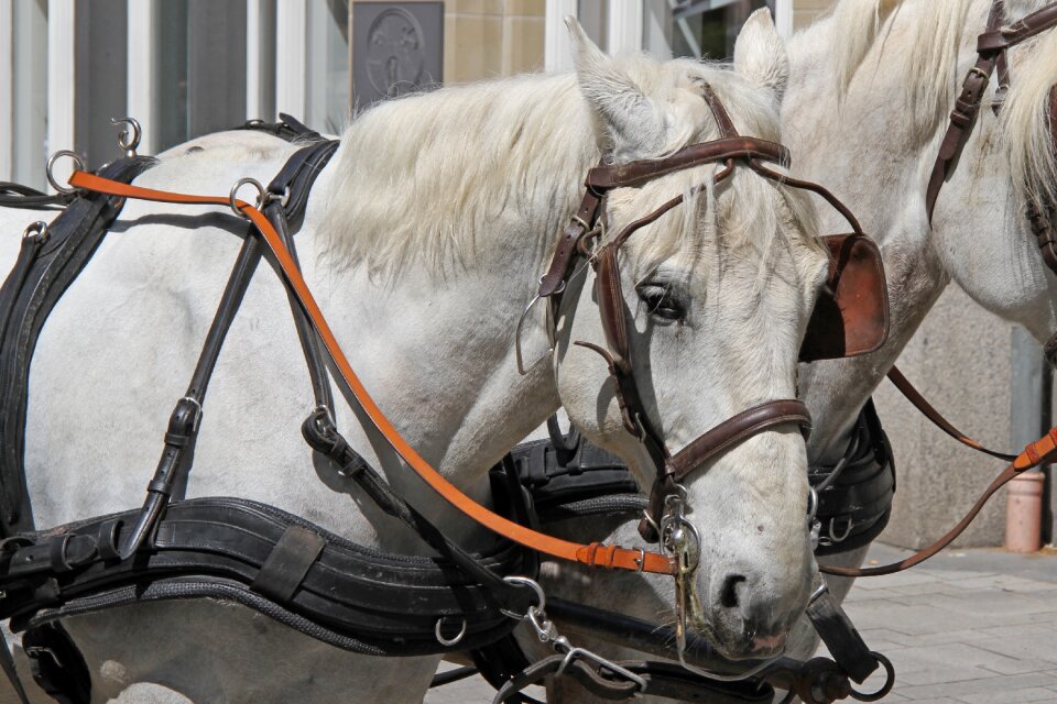 Monteaura mold bridle