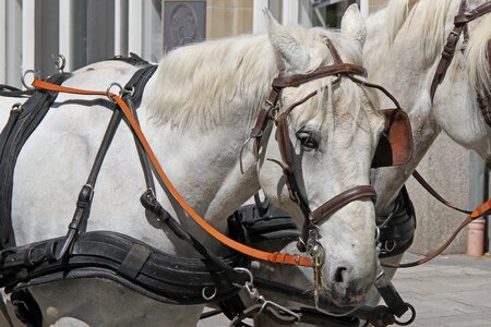 Monteaura mold bridle photo