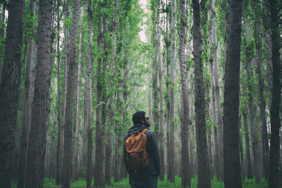 man standing between trees photo