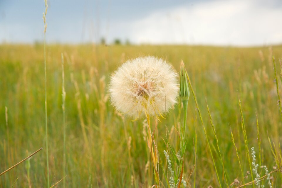 Dandelion landscape flower