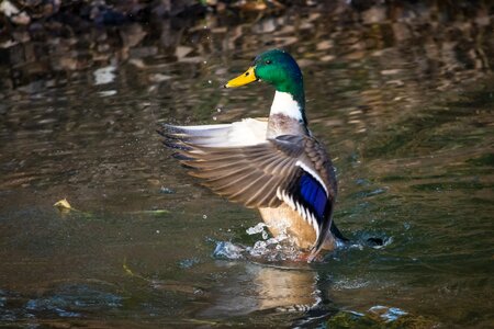 Water bird bird animal world photo