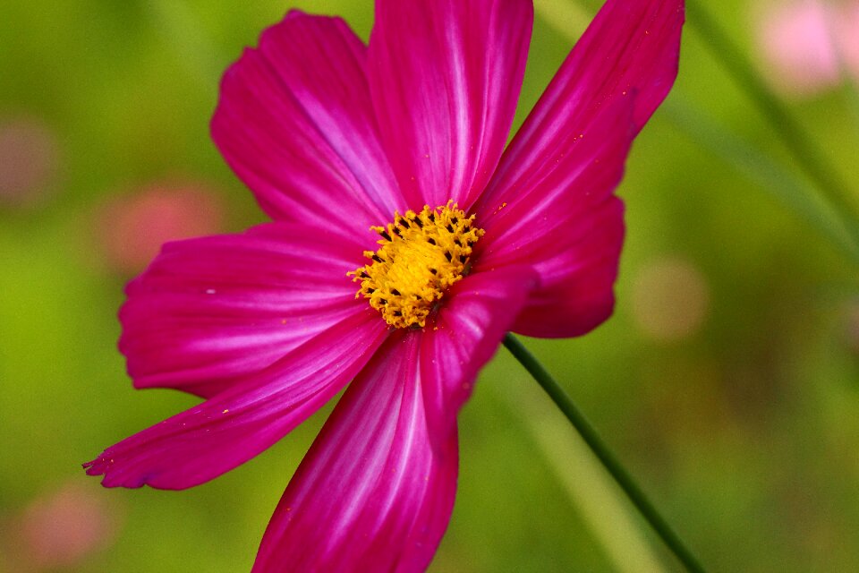 Purple flower natural close up