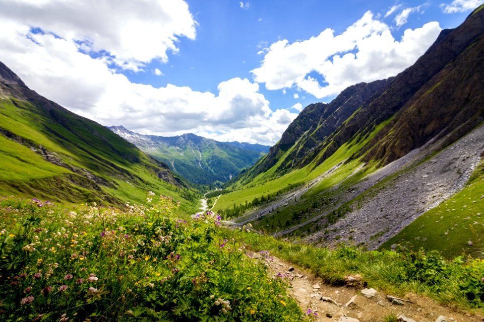 Austria, Grossglockner high alpine road, Forest