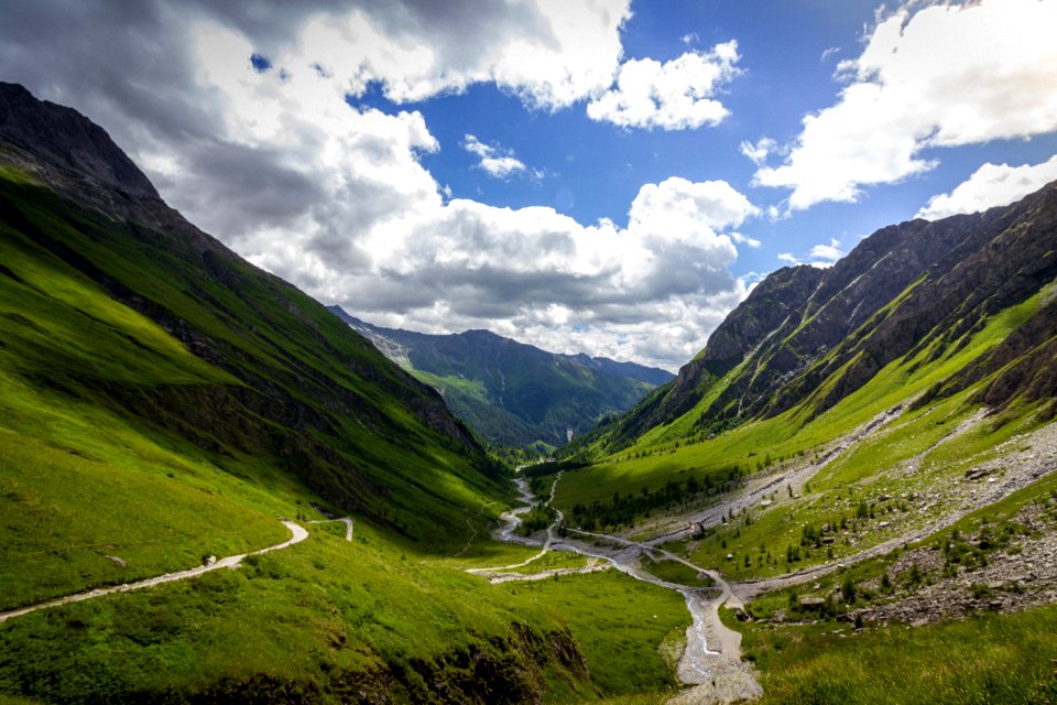 Austria, Grossglockner, Flowers