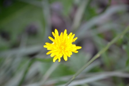 Rouse hill, Australia, Yellow d photo