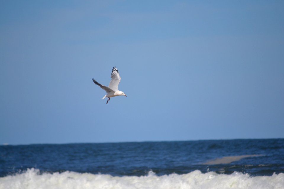 Terrigal beach, Australia, Seagull