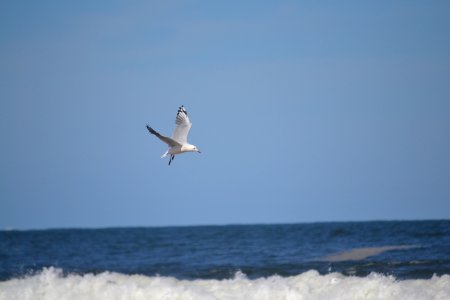 Terrigal beach, Australia, Seagull photo