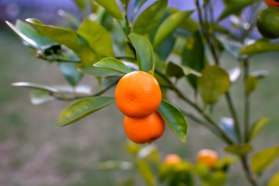 Sydney, Australia, Kumquat
