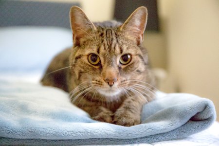 Blanket, Cat, Pet photo